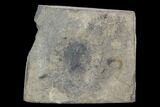 Bargain, Ceraurus Trilobite - Walcott-Rust Quarry, NY #96033-1